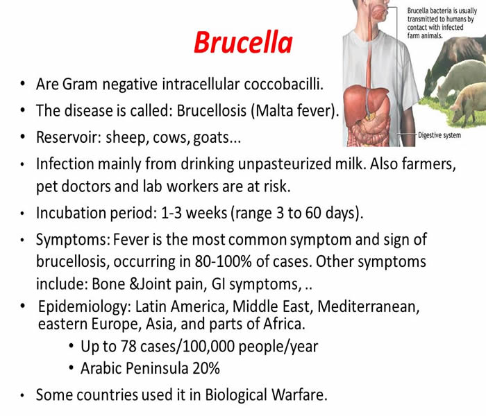 brucellosis-disease
