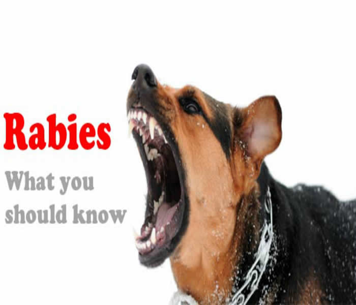 Rabies-Dog