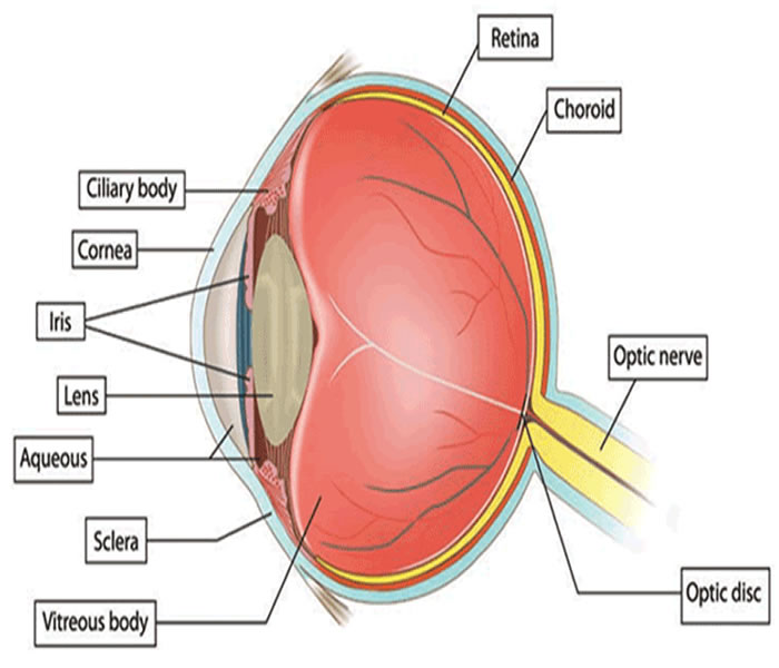 Glaucooma