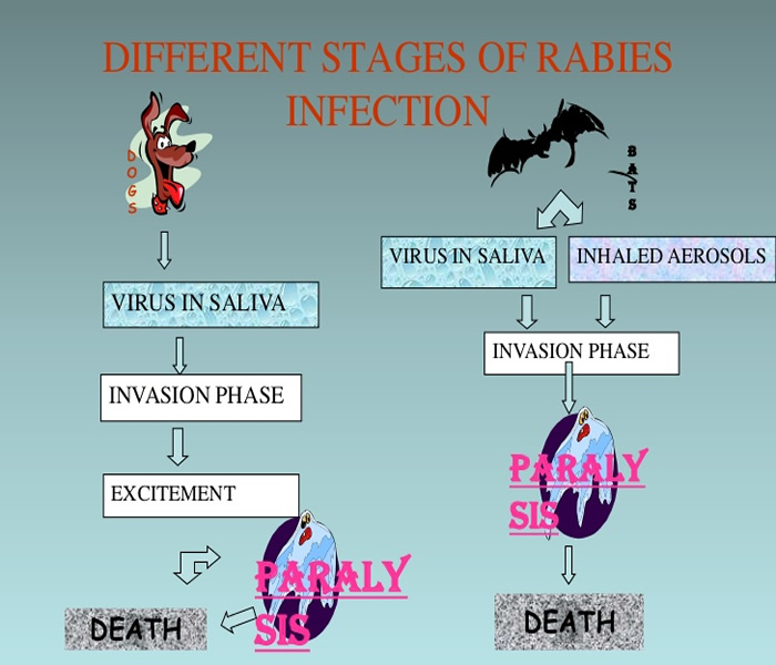 Rabies