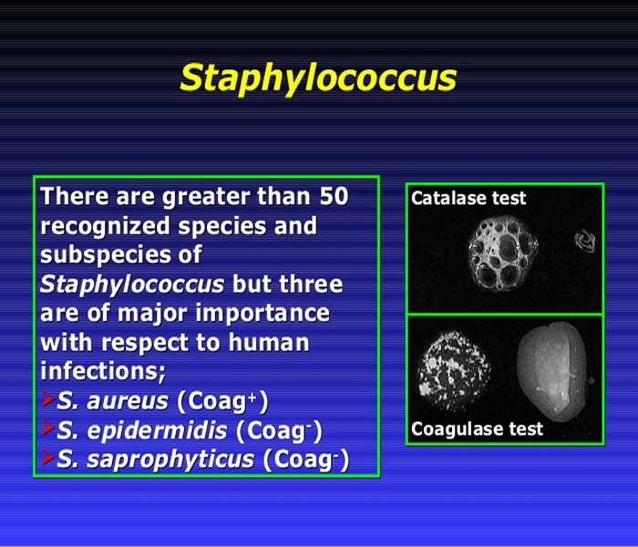 Staphylococcuss