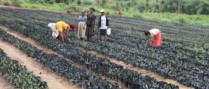 Abia-Farmer