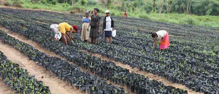  Abia-Farmer