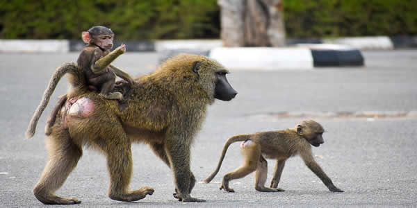 Yankari National Park, Bauchi State