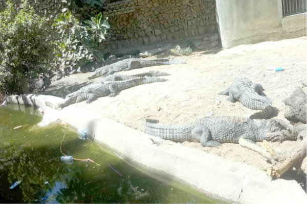 Sanda-Kyarimi-Park-Zoo-Borno