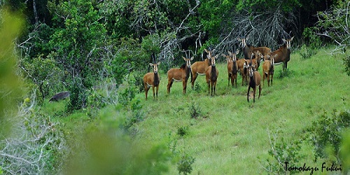 Kwale-Game-Reserve-Delta