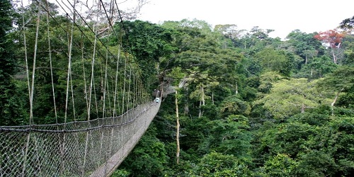 Okomu-National-Park-1