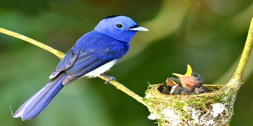 Baturiya-Bird-Sanctuary