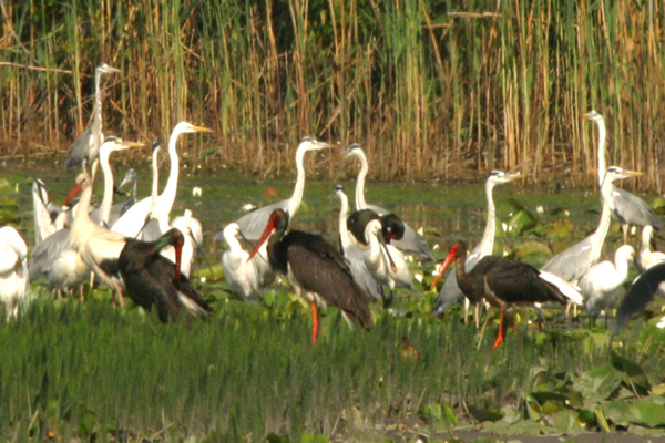 Nguru-Wetland