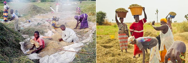 Business Economy of Katsina State