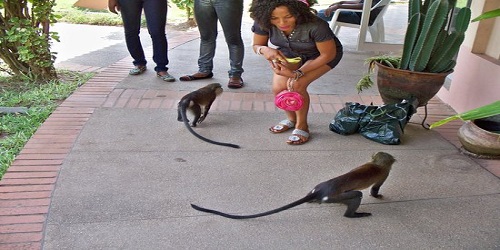 Lekki Conservation Centre