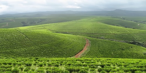 Mambilla-Plateau-Taraba