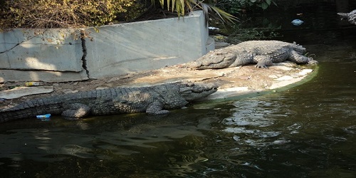 Marmara-Crocodile-Pond-Wukari