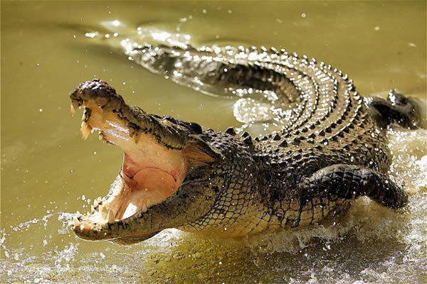 Marmara-Crocodile-Pond-Wukari