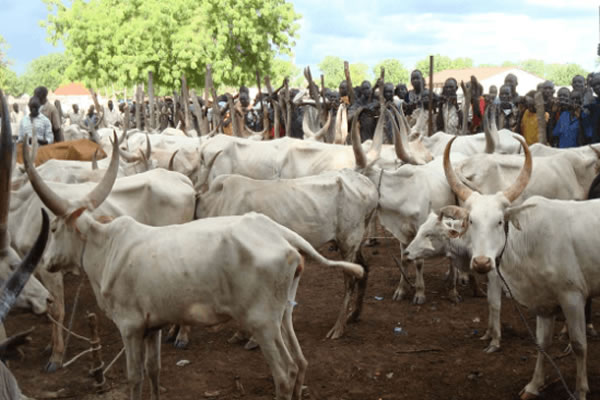 yobe-market