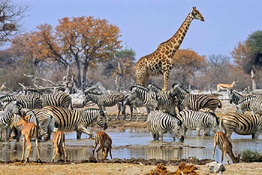 South-Africa-Safari-animals - Blog Nigeriana