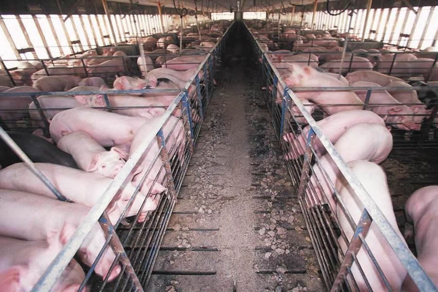 pig-farming