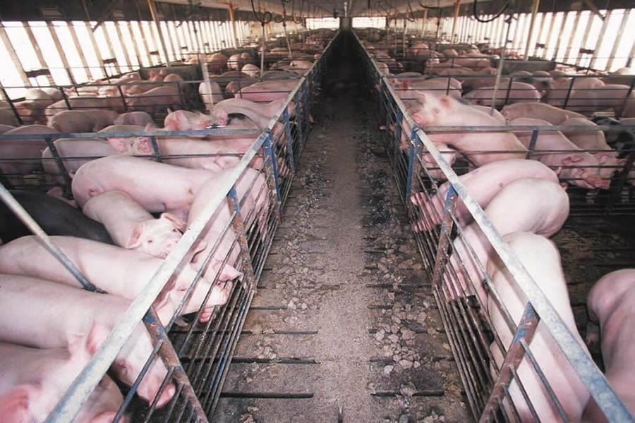 Купить Поросят В Острогожске Воронежской Области